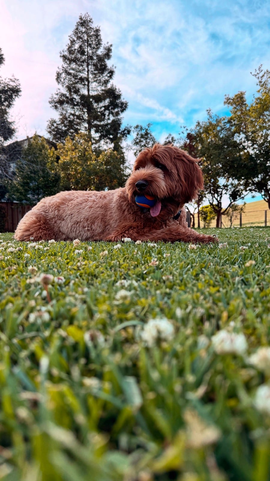 Photo of Benny