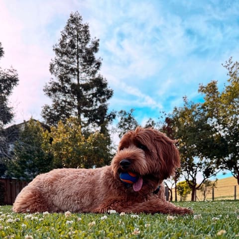 Photo of Benny