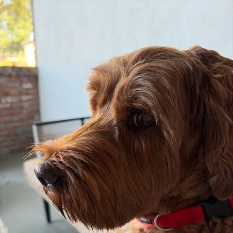 Whisky