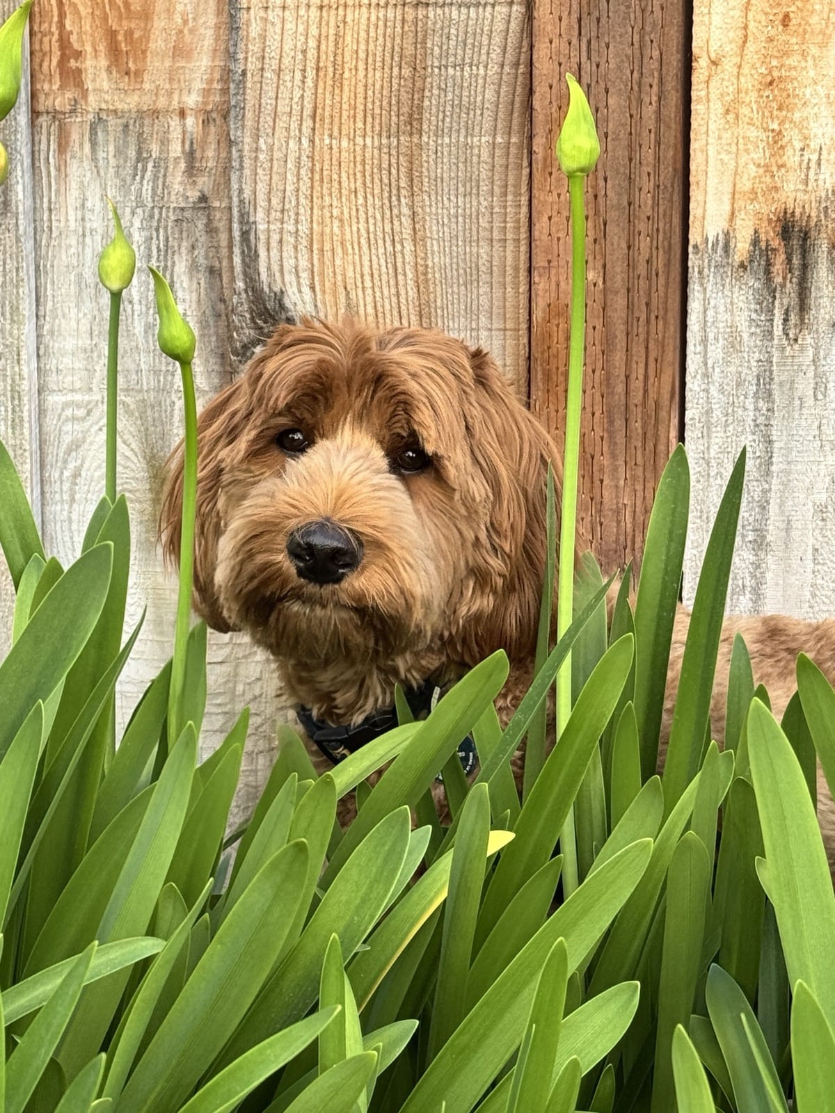 Camouflage: 2/10. Commitment: 10/10.