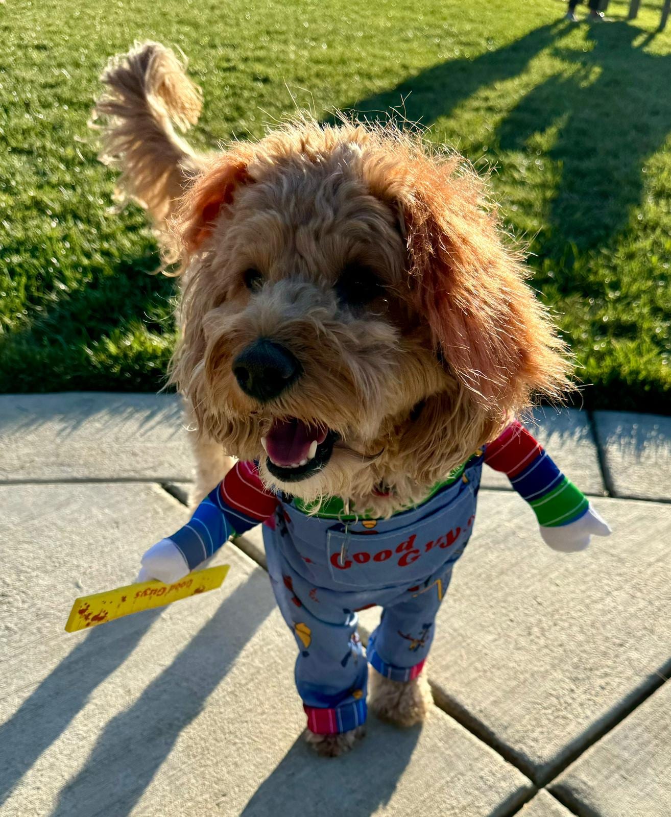 Photo of Ollie