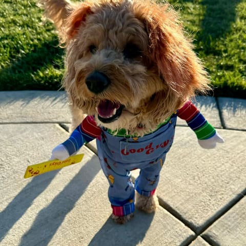 Photo of Ollie