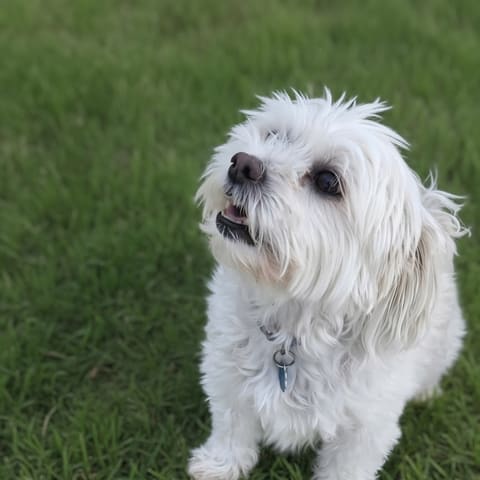 Photo of Max