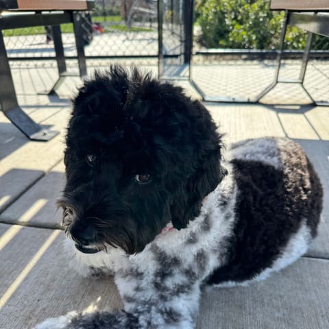 Photo of Skyler