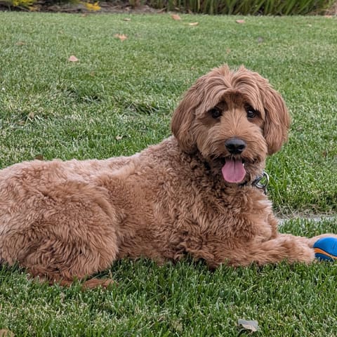Photo of Benny