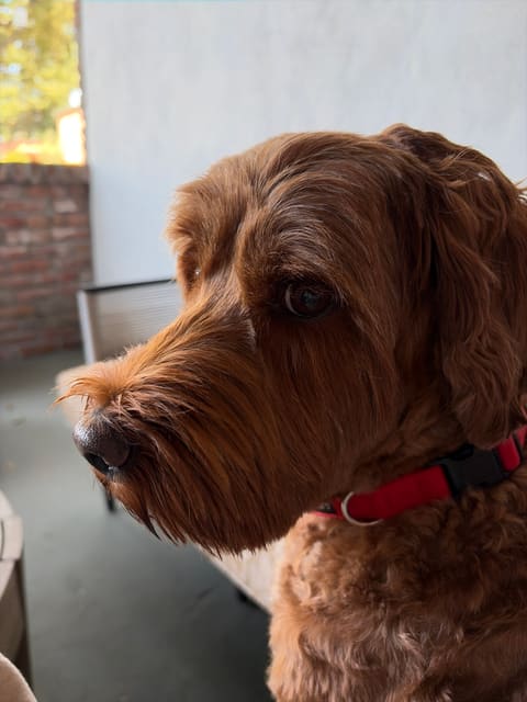 Whisky