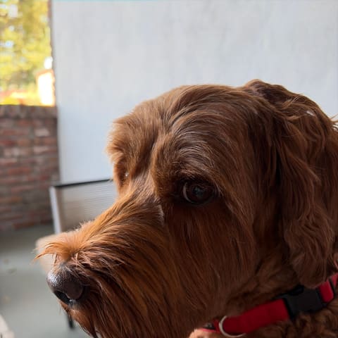 Photo of Whisky